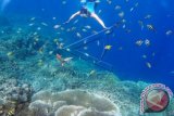 Wisatawan menikmati suasana keindahan dasar laut Taman Wisata Olele di Kabupaten Bone Bolango, Gorontalo, Senin (14/9). Taman Laut Olele merupakan lokasi wisata laut yang memiliki terumbu karang dan eksosistem laut yang masih terjaga sehingga diharapkan mampu menarik wisatawan baik luar maupun dalam negeri. ANTARA FOTO/Yusran Uccang