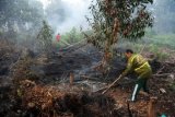 Petugas pemadam kebakaran memadamkan api di atas lahan gambut yang terbakar di Jalan Perdana, Pontianak, Kalbar, Senin (14/9). Walaupun Polda Kalbar sudah mengeluarkan Maklumat Kepolisian tentang larangan pembakaran hutan dan kebun dengan ancaman hukuman penjara minimal 3 tahun dan maksimal 10 tahun penjara serta denda 15 miliar rupiah, tapi hingga kini masih terjadi pembakaran lahan gambut yang dilakukan secara sengaja di wilayah Kalbar. ANTARA FOTO/Jessica Helena Wuysang/aww/15.