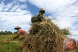 Petani mengumpulkan gabah yang telah dipanen di Desa Ilie, Ulee Kareng, Banda Aceh, Aceh, Senin (14/9). Data Badan Ketahanan Pangan menyebutkan produksi padi di Indonesia pada 2015 diprediksi sebesar 75,56 juta ton atau meningkat enam persen Gabah Kering Giling (GKG) dengan neraca beras diperkirakan surplus sebanyak 10,57 juta ton. ANTARA FOTO/Irwansyah Putra/kye/15.