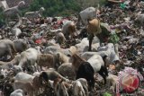 Sejumlah Domba memakan sampah saat digembalakan di Tempat Pembuangan Akhir (TPA) Klotok, Kota Kediri, Jawa Timur, Kamis (17/9). Berdasarkan penelitian dari Universitas Diponegoro, hewan pemakan sampah menghasilkan daging yang berpotensi mengandung logam berat dengan kadar di atas ambang batas yang ditetapkan Departemen Kesehatan Republik Indonesia. ANTARA FOTO/Prasetia Fauzani/15