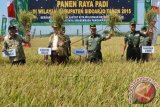 KSAD Jenderal TNI Mulyono (kedua kanan), Pangdam V/Brawijaya Mayjen TNI Sumardi (kanan), Bupati Sidoarjo Saiful Illah (Kiri), Kadivre Bulog Jatim Witono (kedua kiri) mengangkat padi saat panen raya, di Desa Kupang, Jabon, Sidoarjo, Jawa Timur, Kamis (17/9). Panen raya seluas 800 hektar tersebut diharapkan mampu membantu pemenuhan target produksi padi nasional tahun 2015 sebesar 73,4 juta ton. ANTARA FOTO/Umarul Faruq/wdy/15