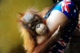 Seekor bayi Orangutan betina bernama Otan berada di pelukan warga yang telah menemukannya, di Desa Lingga, Kecamatan Ambawang, Kubu Raya, Kalimantan Barat, Jumat (18/9). Otan yang ditemukan warga sepekan lalu tersebut selanjutnya diserahkan ke BKSDA Kalbar untuk menjalani rehabilitasi. ANTARA FOTO/Jessica Helena Wuysang/foc/15.