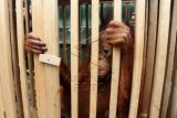 Seekor bayi Orangutan betina bernama Otan dievakuasi oleh BKSDA Kalbar, di Desa Lingga, Kecamatan Ambawang, Kubu Raya, Kalimantan Barat, Jumat (18/9). Otan yang ditemukan warga sepekan lalu tersebut selanjutnya diserahkan ke BKSDA Kalbar untuk menjalani rehabilitasi. ANTARA FOTO/Jessica Helena Wuysang/foc/15.