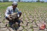 Marwi (65) memperlihatkan bongkahan tanah yang retak di tanaman padi di Desa Demung, Besuki, Situbondo, Jawa Timur, Minggu (20/9). Sejumlah petani mengeluhkan tidak adanya air di saluran irigasi selama sebulan ini, menyebabkan sekitar 5.000 hektar lahan pertanian di 8 kecamatan terancam gagal panen pada musim kemarau ini.  Antara Jatim/Seno/zk/15.