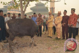 Bupati Barsel Serahkan Bantuan Hewan Qurban 