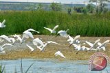 Sekawanan burung kuntul terbang saat mencari ikan di areal tambak Kawasan Lingkar Timur, Candi, Sidoarjo, Jawa Timur, Senin (21/9). Menurut penelitian, perubahan iklim memaksa banyak burung untuk mengungsi ini menghasilkan peta kesesuaian iklim sampai 100 kilometer persegi. Antara Jatim/Umarul Faruq/zk/15

