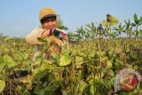 Petani memetik kacang hijau di persawahan Sumberejo, Kota Madiun, Jawa Timur, Selasa (22/9). Saat ini petani di wilayah tersebut memasuki musim panen kacang hijau, dengan harga jual cukup stabil, Rp13.500/kg. Antara Jatim/Foto/Siswowidodo/15