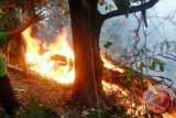 Kebakaran hutan di Gunung Gamalama Ternate, Maluku Utara terjadi pada Rabu (22/9) - Foto Abdul Fatah