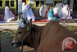 Sejumlah perempuan jamaah Alif Rebo Wage (Aboge) mengikuti salat Idul Adha di sekitar Masjid Al Barokah Leces, Probolinggo, Jawa Timur, Jumat (25/9). Jamaah Aboge baru merayakan Idul Adha 1436 H selang satu hari dari ketetapan pemerintah atau mayoritas umat muslim karena berpedoman pada kitab Mujarobah atau kitab Jawa Kuno. Antara Jatim/Moch Asim/zk/15