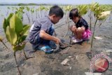 Dua orang anak menanam bibit bakau di kawasan Wisata Edukasi Mangrove Tapak, Tugurejo, Semarang, Jawa Tengah, Sabtu (26/9). Selain memberikan wawasan tentang jenis dan manfaat tanaman bakau, wisata mangrove seluas sekitar 280 hektare tersebut juga menawarkan wisatawan untuk ikut menanam bibit bakau di bagian lahan yang sudah kritis. Antara Foto/Aditya Pradana Putra/wdy/15.
