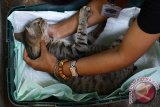 Dokter hewan dan anggota Perkumpulan Kucing Domestik Indonesia (PKDI) melakukan pemeriksaan kesehatan kucing liar di Pasar tawangmangu, Malang, Jawa Timur, Sabtu (26/9). Kegiatan tersebut merupakan upaya mengantisipasi penyakit rabies sekaligus pengendalian populasi kucing liar di kawasan tersebut. Antara Jatim/Ari Bowo Sucipto/zk/15.