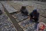 Seorang warga menjemur ikan Layur untuk dijadikan ikan asin didermaga Muncar, Banyuwangi, Jawa Timur, Minggu (27/9). Harga ikan asin jenis tersebut mengalami penurunan menjadi 10.000 rupiah per Kilogram dari 13.000 Rupiah. Antara Jatim/Tri SP/zk/15
