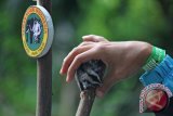 Salah satu peserta menyiapkan hewan peliharaannya saat mengikuti lomba Sugar Glider to Owner di Taman Safari Indonesia 2, Pasuruan, Jawa Timur, Minggu (27/9). Kegiatan tersebut dalam rangka Pet's Daya 2015 yang sekaligus menjadi ajang berkumpul dan menjalin silaturahim di antara pecinta satwa. Antara Jatim/Moch Asim/zk/15