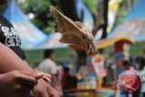 Seekor Sugar Glider melompat ke arah pemiliknya saat mengikuti lomba Sugar Glider to Owner di Taman Safari Indonesia 2, Pasuruan, Jawa Timur, Minggu (27/9). Kegiatan tersebut dalam rangka Pet's Daya 2015 yang sekaligus menjadi ajang berkumpul dan menjalin silaturahim di antara pecinta satwa. Antara Jatim/Moch Asim/zk/15