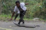 Seorang peserta berusaha menjinakkan seekor ular kobra saat acara Pet's Day 2015 di TSI 2, Pasuruan, Jawa Timur, Minggu (27/9). Kegiatan yang diisi dengan berbagai lomba satwa tersebut menjadi ajang berkumpul dan menjalin silaturahim di antara pecinta satwa.ANTARA FOTO/Moch Asim/pd/15