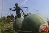 Petani memanen buah semangka di areal persawahan Tulungrejo, Tulungagung, Jawa Timur, Senin (28/9). Melimpahnya pasokan buah semangka dari berbagai daerah di Jatim menyebabkan harga buah segar itu jatuh dari sebelumnya Rp3.500 per kilogram menjadi Rp1.800 per kilogram, sehingga petani merugi. Antara Jatim/Foto/Destyan Sujarwoko/Uki/15
