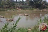 Tanjung, 2/10 - Kegiatan penambangan pasir di Desa Paliat Kecamatan Kelua Kabupaten Tabalong yang bisas dilakukan  dengan mesin  penyedot sekarang dilakukan secara manual. Mengingat surutnya air sungai selama musim kemarau penambangan pasir dilakukan dengsn menggunakan sekop dan cangkul di bagian tengah sungai kemudian diangkut dengsn wadah seadanya. Saat ini harga pasir sungai di wilayah ini mencapai Rp300 ribu per pikup atau sekitar tiga meter kubik.Foto:Antara/Herlina Lasmianti