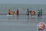 Sejumlah perawat menggiring sapi ke laut saat dilakukan ritual memandikan sapi kerapan di Pantai Jumiang, Pamekasan, Jawa Timur, Jumat (2/10). Selain untuk meningkatkan kebugaran, ritual tersebut dipercaya dapat menolak sihir, terutama bagi sapi kerapan unggulan yang akan berlaga salam sebuah kejuaraan. Antara Jatim/Foto/Saiful Bahri/15