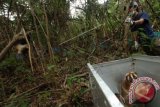 Petugas mempersiapkan areal tempat pelepas lliaran Kukang Jawa (Nycticebus Javanicus) di tempat habituasi Suaka Margasatwa Gunung Sawal, Blok Cibakokak, Ciamis, Jawa Barat, Kamis (1/10). Dua ekor Kukang bernama Mama dan Dede merupakan dua individu yang telah melewati masa rehabilitas di YIAR Ciapus, Bogor, hasil operasi BKSDA Jawa Barat di Tasikmalaya pada 2013. (ANTARA FOTO/Adeng Bustomi)