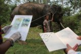 Dokter hewan dan petugas memeriksa kesehatan gajah Sumatra (Elephas maximus sumatrensis) bernama Nelson di Pusat Konservasi Gajah (PKG) Seblat, Putri Hijau, Bengkulu, Sabtu (03/10). Pemeriksaan kesehatan ini rutin di lakukan tiap tiga bulan satu kali untuk pemberian vaksin dan pengukuran badan guna antisapasi penyakit yang rentan menyerang gajah seperti infeksi dan cacingan. ANTARA FOTO/David Muharmansyah/foc/15.
