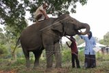 Dokter hewan dan petugas memeriksa kesehatan gajah Sumatra (Elephas maximus sumatrensis) bernama Nelson di Pusat Konservasi Gajah (PKG) Seblat, Putri Hijau, Bengkulu, Sabtu (03/10). Pemeriksaan kesehatan ini rutin di lakukan tiap tiga bulan satu kali untuk pemberian vaksin dan pengukuran badan guna antisapasi penyakit yang rentan menyerang gajah seperti infeksi dan cacingan. ANTARA FOTO/David Muharmansyah/foc/15.