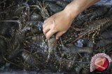 Nelayan Kulon Progo panen tangkapan lobster