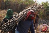 Sejumlah buruh (kuli) tani mengangkut tebu hasil tebangan di area perkebunan tebu rakyat di Tulungagung, Jawa Timur, Selasa (6/10). Jasa tebang dan kuli angkut tebu di daerah itu dihargai Rp6 ribu per kuintal. Antara Jatim/Foto/Destyan Sujarwoko/15