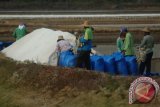 Pekerja memasukkan garam ke dalam karung di lahan pegaraman Desa Bunder, Pamekasan, Rabu (7/10). Produksi PT. Garam untuk wilayah Madura tahun ini diprediksi mencapai 300 ribu ton atau turun dari tahun lalu yang mencapai sekitar 350 ribu ton, akibat curah hujan tinggi bulan Agustus lalu. Antara Jatim/Foto/Saiful Bahri/15

