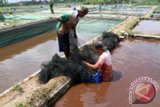 Peternak memanen ikan lele di perkampungan minapolitan Desa Gondosuli, Tulungagung, Jawa Timur, Kamis (8/10). Sejumlah peternak mengeluhkan sulitnya mendapat pasokan air baku tanah untuk mengisi kolam budi daya ikan lele mereka akibat kemarau panjang, beberapa bulan terakhir. Antara Jatim/Foto/Destyan Sujarwoko/15