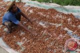 Petani menjemur biji kakao di Desa Buket Keuteukuh, Kecamatan Idi Tunong, Kabupaten Aceh Timur, Aceh, Kamis (8/9). Menurut petani salama bebeberapa pekan terakhir harga biji kakao mengalami penurunan harga dari Rp. 32.000 per kilogram menjadi Rp. 28.000 per kilogram. ANTARA FOTO/Syifa Yulinnas/ama/15.