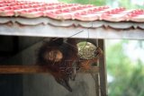 Seekor Orangutan yang dirantai, memegang piring berisi makanan, di rumah warga yang memeliharanya di Desa Korek, Kecamatan Ambawang, Kabupaten Kubu Raya, Kalimantan Barat, Rabu (7/10). Orangutan tersebut untuk kedua kalinya gagal dievakuasi BKSDA Kalbar, karena pemiliknya menolak untuk menyerahkan hewan primata yang dilindungi itu. ANTARA FOTO/Jessica Helena Wuysang/ama/15