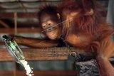 Seekor Orangutan yang dirantai, memegang piring berisi makanan, di rumah warga yang memeliharanya di Desa Korek, Kecamatan Ambawang, Kabupaten Kubu Raya, Kalimantan Barat, Rabu (7/10). Orangutan tersebut untuk kedua kalinya gagal dievakuasi BKSDA Kalbar, karena pemiliknya menolak untuk menyerahkan hewan primata yang dilindungi itu. ANTARA FOTO/Jessica Helena Wuysang/ama/15