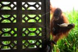 Seekor Orangutan yang dirantai, memegang piring berisi makanan, di rumah warga yang memeliharanya di Desa Korek, Kecamatan Ambawang, Kabupaten Kubu Raya, Kalimantan Barat, Rabu (7/10). Orangutan tersebut untuk kedua kalinya gagal dievakuasi BKSDA Kalbar, karena pemiliknya menolak untuk menyerahkan hewan primata yang dilindungi itu. ANTARA FOTO/Jessica Helena Wuysang/ama/15