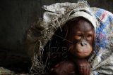 Seekor Orangutan jantan menyelimuti dirinya dengan menggunakan karung saat berbaring di perkarangan rumah warga yang memeliharanya di Desa Korek, Kecamatan Ambawang, Kabupaten Kubu Raya, Kalimantan Barat, Selasa (6/10). Orangutan yang ditemukan dalam keadaan dirantai tersebut, rencananya hendak dievakuasi oleh BKSDA Kalbar. ANTARA FOTO/Jessica Helena Wuysang/foc/15.
