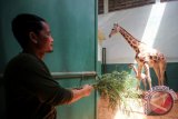 Perawat memberi makan jerapah (giraffa camelopardalis) bernama Jahari (5 tahun) dan anaknya di kandang karantina di Taman Safari Indonesia (TSI) II, Pasuruan, Jawa Timur, Jumat (09/10). Anak jerapah yang lahir pada Minggu (4/10) dengan tinggi 1.5 meter tersebut melengkapi 6 koleksi jerapah di Taman Safari Indonesia II. Antara Jatim/Moch Asim/zk/15