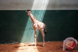 Seekor bayi jerapah (giraffa camelopardalis) berada di kandang karantina di Taman Safari Indonesia (TSI) II, Pasuruan, Jawa Timur, Jumat (09/10). Anak jerapah yang lahir pada Minggu (4/10) dengan tinggi 1.5 meter tersebut melengkapi 6 koleksi jerapah di Taman Safari Indonesia II. Antara Jatim/Moch Asim/zk/15