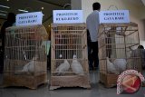 Sejumlah burung merpati dalam sangkar yang sebagai simbol kesiapan untuk melepas prostitusi dalam suatu acara di kampus Universitas Muhammadiyah Surabaya, Jawa Timur, Sabtu (10/10). Kegiatan tersebut sebagai simbol kesiapan untuk mengawal dan membongkar Prostitisi gaya baru pasca penutapan lokalisasi di jawa timur. Antara Jatim/Umarul Faruq/zk/15