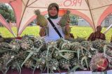 Seorang petani menunjukkan nanas quin, yang merupakan salah satu jenis nanas unggulan di Kabupaten Kediri, dalam acara pameran produk pertanian di Desa Ploso, Kecamatan Mojo, Kabupaten Kediri, Jawa Timur, Selasa (13/10). Nanas jenis itu lebih disukai oleh petani, sebab harganya lebih mahal mencapai Rp6.000 per buah, dibanding nanas jenis lain yang hanya sekitar Rp3.000 per buah.  Antara Jatim/Foto/Asmaul Chusna/15.