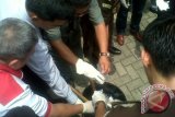 BNN Kalbar musnahkan sabu-sabu sekitar 500 gram dengan dicampur pestisida lalu kemudian ditanam dalam tanah. (Foto Antara Kalbar/ Andilala)