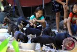 Sejumlah anak memberi makan anjing di rescue anjing sobo, Banyuwangi Jawa Timur, Rabu (14/10). Puluhan anjing dari beberapa jenis seperti kintamani, chiwawa dan herder yang dilepas liarkan dan tidak terawat, diselamatkan oleh relawan pecinta anjing untuk mengantisipasi penyakit rabies sekaligus untuk diadobsi. Antara Jatim/Budi Candra Setya/zk/15.