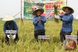 Dirjen Tanaman Pangan, Kementerian Pertanian Hasil Sembiring (tengah) bersama Sekda Propinsi Aceh, Dermawan (kanan) dan Kepala Dinas Pertanian Aceh, Lukman (kanan) memotong padi saat panen pada pencanangan Gebyar Pembenihan Tanaman Pangan Tingkat Nasional tahun 2015 yang di pusatkan di Desa Blang Bintang, Aceh Besar, Aceh, Selasa, (13/10). Gebyar Pembenihan Tanaman Pangan menggunakan bibit unggul merupakan langkah pemerintah dalam mewujudkan percepatan peningkatan produksi benih tanaman pangan menuju indonesia swasembada pangan. ANTARA FOTO/Ampelsa/nz/15