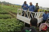 Dirjen Tanaman Pangan Kementerian Pertanian , Hasil Sembiring (tengah) didampingi Sekda Aceh, Dermawan (kiri) dan Pangdam Iskandar Muda, Mayjen TNI Agus Kriswanto (kanan) menyaksikan tanaman kacang kedelai menggunakan varietas unggul saat pencanangan Gebyar Pembenihan Tanaman Pangan Nasional tahun 2015 di Blang Bintang, Kabupaten Aceh Besar, Aceh, Selasa (13/10). Gebyar Pembenihan Tanaman Pangan Nasional Tahun 2015 dengan menggunakan varietas unggul itu, merupakan salah satu terobosan pemerintah dalam mencapai target swasembada kedelai tahun 2018 . ANTARA FOTO/Ampelsa/nz/15