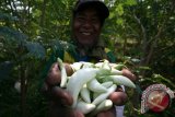 Petani menunjukkan Bunga Turi Hibrida yang ditanam secara intensif di area persawahan Kelurahan Blabak, Kota Kediri, Jawa Timur, Kamis (15/10). Beberapa petani di daerah tersebut mulai menanam dan merawat pohon Turi Hibrida secara serius untuk dijual bunganya sebagai sayuran seharga Rp7000 per kg. Sebelumnya pohon Turi hanya tumbuh liar di pekarangan rumah dan hanya diambil bunganya untuk konsumsi pribadi petani. Antara Jatim/Prasetia Fauzani/zk/15