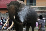 Warga melihat Gajah Sumatera (Elephas maximus sumatranus) jinak yang didatangkan dari Pusat Latihan Gajah (PLG) Saree untuk mengikuti pawai Muharam di Banda Aceh, Aceh, Rabu (14/10). Data Forum Gajah Indonesia pada 2014 menyebutkan populasi satwa dilindungi itu diperkirakan hanya tersisa sekitar 1700 ekor dan terus menurun akibat ancaman kehilangan habitat, perdagangan gading, dan konflik dengan manusia. ANTARA FOTO/Irwansyah Putra/kye/15.