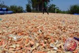 Buruh menjemur Limbah cangkang kepiting atau rajungan (Portunus Pelagicus) di sentra produksi pengupasan kepiting dan udang Kawasan Jabon, Sidoarjo, Jawa Timur, Kamis (15/10). Cangkang Rajungan tersebut diekspor ke 4 Negara, yakni Jepang, Cina, India dan Amerika, untuk diolah menjadi, Citosan atau sabun, Pupuk organik dan Kosmetik. Antara Jatim/Umarul Faruq/zk/15
