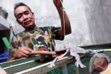 Kamim (64) menunjukan tokek hasil budidayanya di Desa Banjardowo, Jombang, Jawa Timur, Sabtu (17/10). Tokek hasil budidaya tersebut saat ini memiliki harga jual yang cukup tinggi berkisar Rp 20 juta - Rp 50 juta per ekor untuk ukuran 39 cm sedangkan ukuran 45 cm bisa mencapai ratusan juta. Antara Jatim/Syaiful Arif/zk/15 