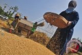 Sejumlah petani melakukan proses perontokan gabah padi di lahan pertanian di Desa Pulutan, Nogosari, Boyolali, Jawa Tengah, Minggu (18/10). Menurut petani setempat harga penjualan gabah kering untuk musim panen saat ini mengalami penurunan yaitu dari Rp 5250 per Kg menjadi Rp5000 per Kg, penurunan harga tersebut disebabkan masa panen padi yang bersamaan. ANTARA FOTO/ Aloysius Jarot Nugroho/wdy/15.