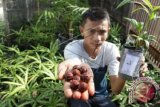 Seorang peneliti pertanian memperlihatkan buah tua dan bibit jernang di lokasi karantina, Desa Ulee Kareueng, Banda Aceh, Aceh, Minggu (18/10). Tanaman jenis hasil hutan bukan kayu yang getahnya mengandung senyawa dracoresen (11 persen), draco resinolanol (56 persen), draco alban (2,5 persen), dan asam benzoat itu mulai dibudidayakan masyarakat untuk bahan campuran obat dan komestik. ANTARA FOTO/Ampelsa/kye/15