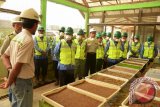 Penjabat Bupati Balangan, Drs HM Hawari, (tengah, depan) bersama para pejabat Pemda Balangan melakukan kunjungan ke lokasi site PT Adaro Indonesia, untuk melihat Nursery atau pembibitan Adaro yang memiliki luas dua hektare dengan kafasitas produksi 170.000 bibit perbulannya.

Didampingi Budi Suprianto, Nursery and Revegetation Section Head PT Adaro Indonesia, dan Government and Media Relation Manager PT Adaro Hikmatul Amin (tengah helm putih), pada Senin (19/10).Foto Antaranews Kalsel/Roly Supriadi
