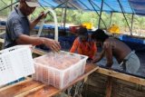 Buruh Tani Banting Setir Jadi Pembersih Ubur-Ubur